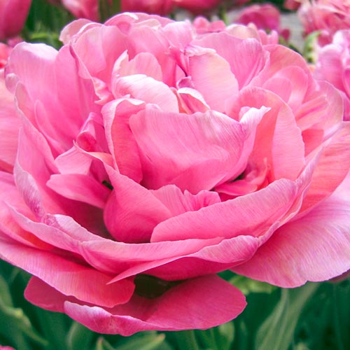 Double Peony Tulip Amazing Grace K. van Bourgondien