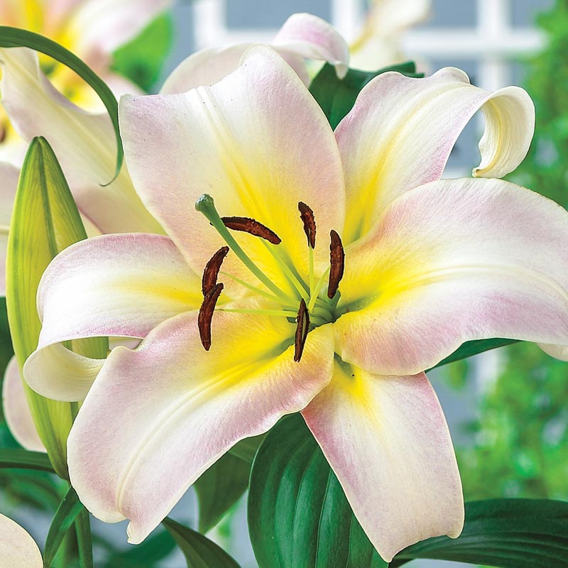 Giant Orienpet Lily Urandi K. van Bourgondien