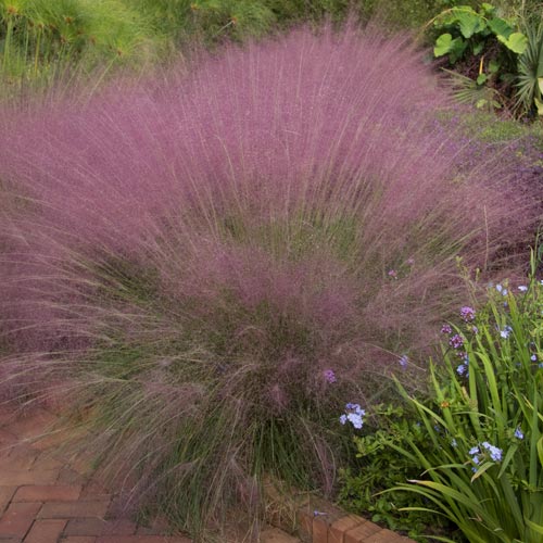 Buy Pink Cotton Candy Grass from K. van Bourgondien