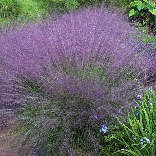 Buy Pink Cotton Candy Grass from K. Van Bourgondien