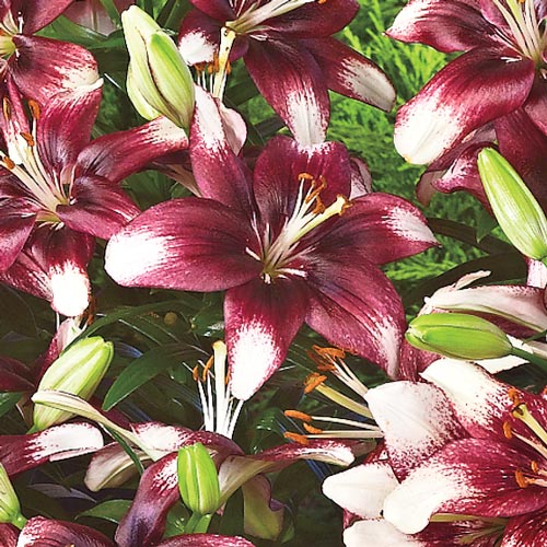 Border Lilies Push Off K. van Bourgondien