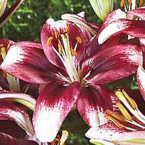 Border Lilies Push Off K. van Bourgondien