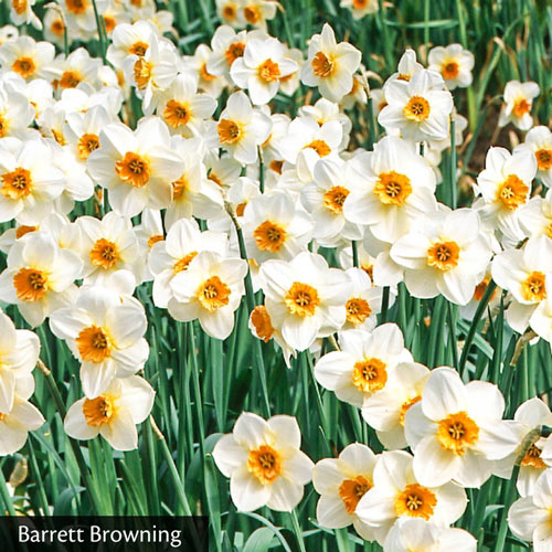 All Season Daffodil Collection K. van Bourgondien