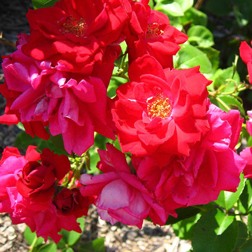 Rose Winnipeg Parks K. van Bourgondien Wholesale Flower Bulbs and