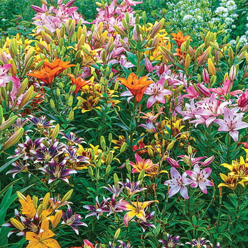 Deluxe Asiatic Lily Mix K. van Bourgondien Wholesale Bulbs