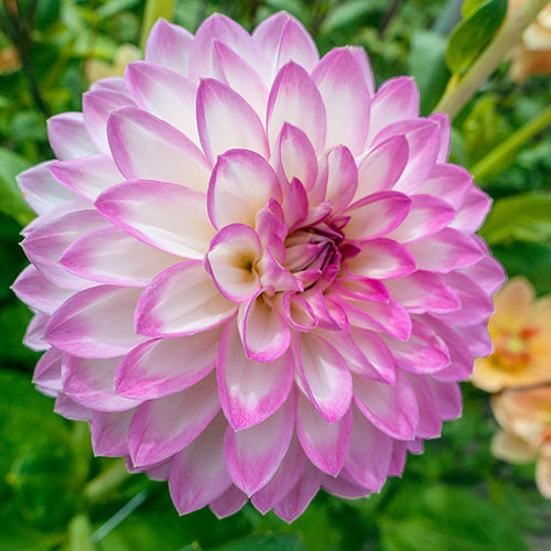 Decorative Dahlia 'Arbatax' K. van Bourgondien Wholesale Bulbs