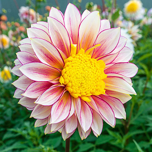 PowderPuff Dahlia 'Polka' Spring Planting K. van Bourgondien
