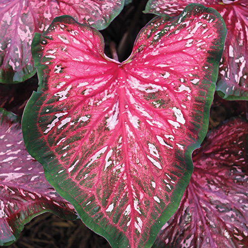 Caladium 'Lance Whorton' K. van Bourgondien Wholesale Bulbs