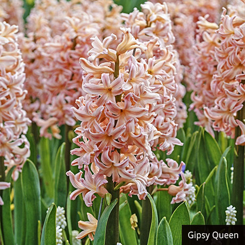 Fragrant Hyacinth Collection K. van Bourgondien Wholesale Flower