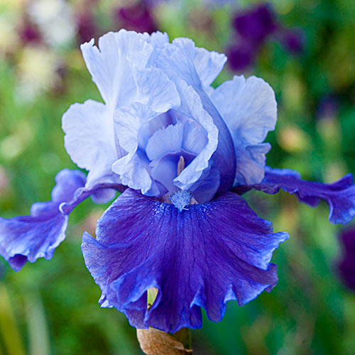 Reblooming German Iris Mariposa Skies K. van Bourgondien