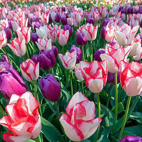 Beauty Trend Tulip Mix Fall Planting K. van Bourgondien