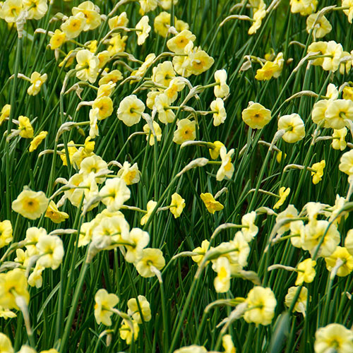 Jonquilla Daffodil Sun Disc Wholesale Bulb K. van Bourgondien