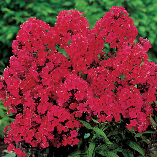 Hardy Tall Phlox Red Sun Perennial K. van Bourgondien