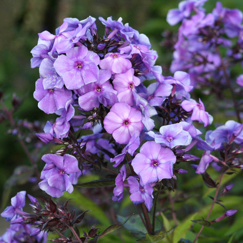 Hardy Tall Phlox Blue Sun Perennial K. van Bourgondien