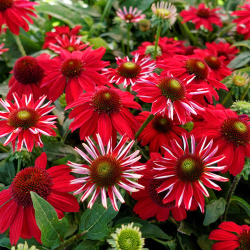 Coneflower Salsa Red K. van Bourgondien Wholesale Plants