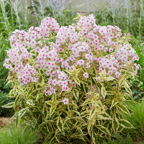 Hardy Tall Phlox Norah Leigh K. van Bourgondien Wholesale