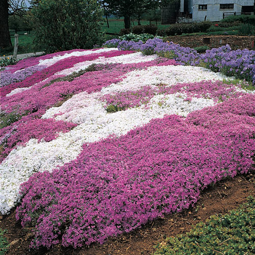 Creeping Phlox Mixture Sun Perennial K. van Bourgondien