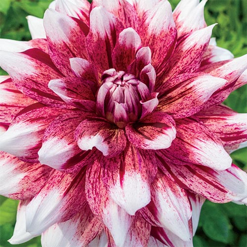 Giant Dinnerplate Dahlia Striped Duet K. van Bourgondien