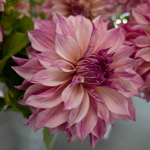 Dinnerplate Dahlia Cafe au Lait Royal K. van Bourgondien