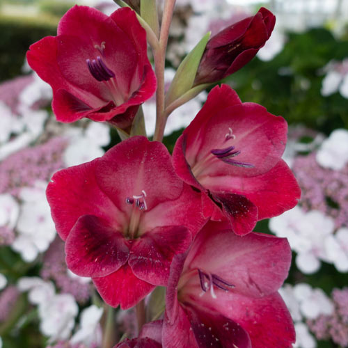 Hardy Gladiolus papilio Ruby K. van Bourgondien
