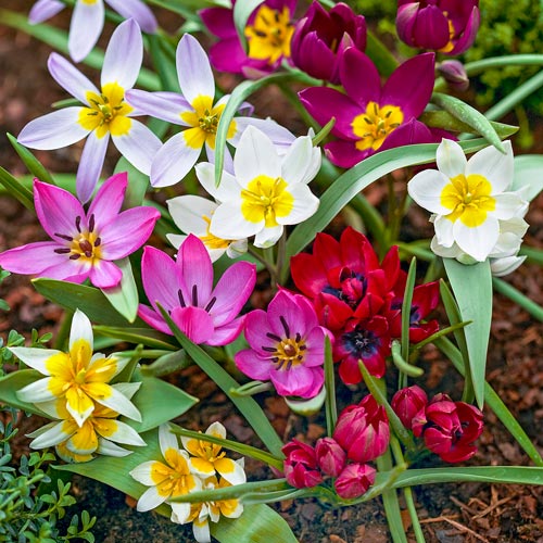 Wild Tulip Mix K. van Bourgondien Wholesale Flower