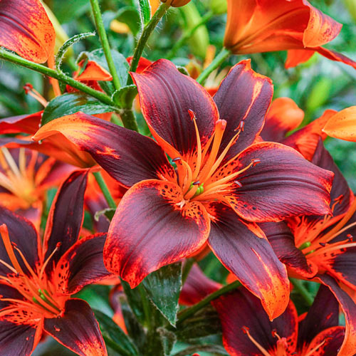 Asiatic Lily Forever Susan Summer Bloom K. van Bourgondien