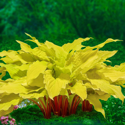 Hosta Lipstick Blonde Shade Perennial K. van Bourgondien