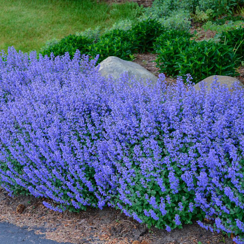 Nepeta Purrsian Blue Sun Perennial K. van Bourgondien