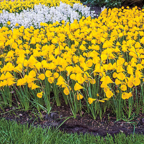 Golden Bells Hoop Petticoat Daffodil K. van Bourgondien Wholesale