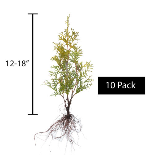 Buy Pyramidal Arborvitae Hedge at K. van Bourgondien