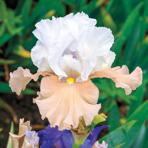 Reblooming German Iris Champagne Elegance K. van Bourgondien