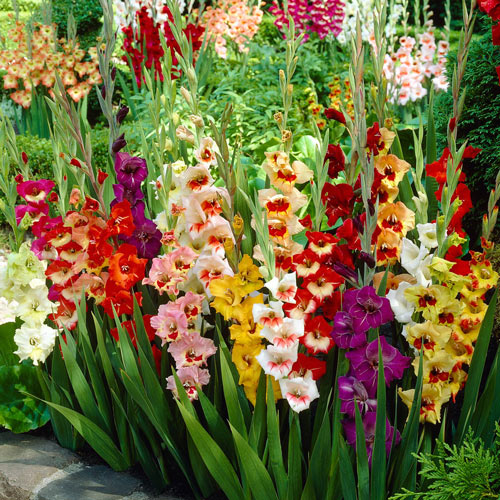 Bulk Deals on Mixed Gladiolus in Crates at K. van Bourgondien