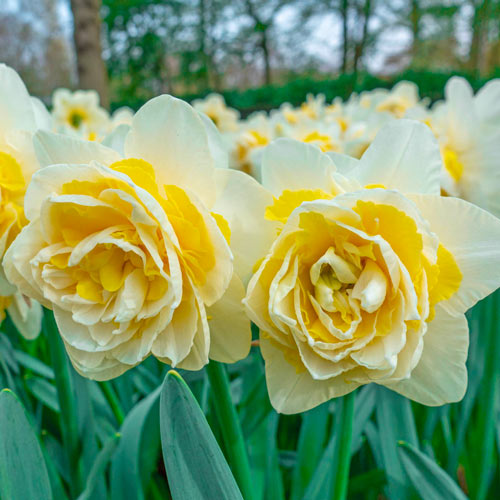 Double Daffodil Lingerie K. van Bourgondien Wholesale Bulbs