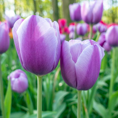Triumph Tulip Lilac Love K. van Bourgondien Wholesale Bulbs