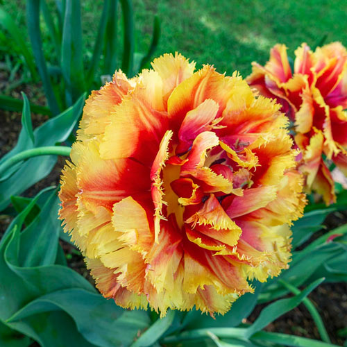 Double Fringed Tulip Dutch Pioneer K. van Bourgondien Bulbs