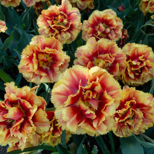 Double Fringed Tulip Dutch Pioneer K. van Bourgondien Bulbs
