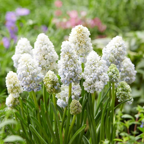 Muscari Double Beauty K. van Bourgondien Bulbs & Perennials