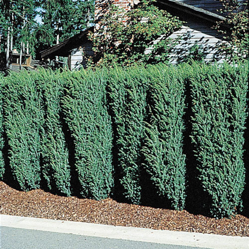 Eastern Red Cedar Evergreen Trees from K. van Bourgondien