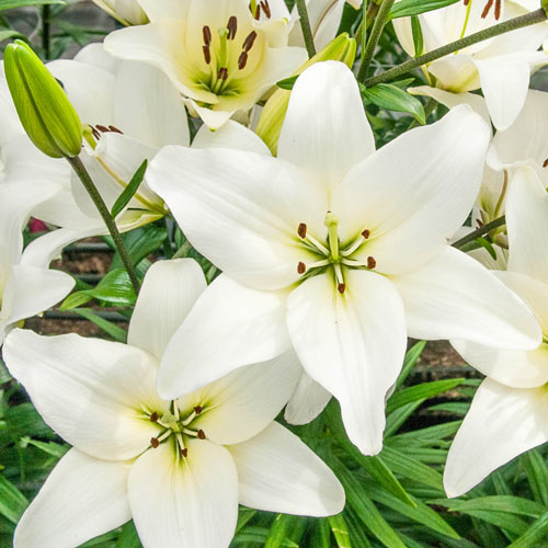 Kent Asiatic Lily Shop K. van Bourgondien for Lily Bulbs