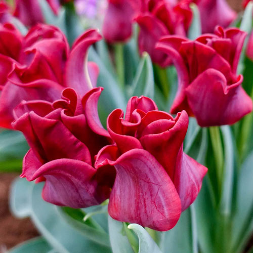 Crown Tulip Red Dress K. van Bourgondien Wholesale Bulbs