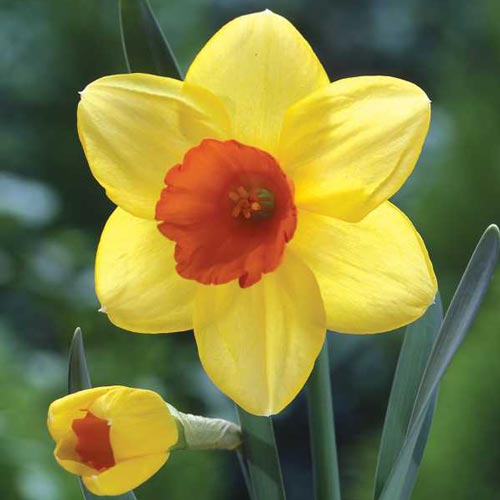 Large Cupped Daffodil Red Devon K. van Bourgondien