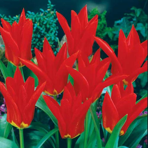 Fosteriana Tulip Red Emperor K. van Bourgondien