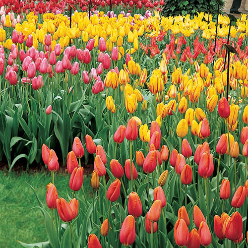 Mayflowering Mixed Late Blooming Tulips K. van Bourgondien