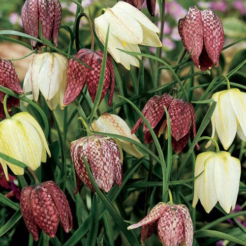 Fritillaria Meleagris Mix (Guinea Hen Flowers) K. van Bourgondien