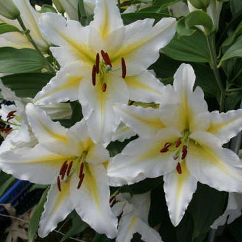 Oriental Lily Venezuela K. van Bourgondien