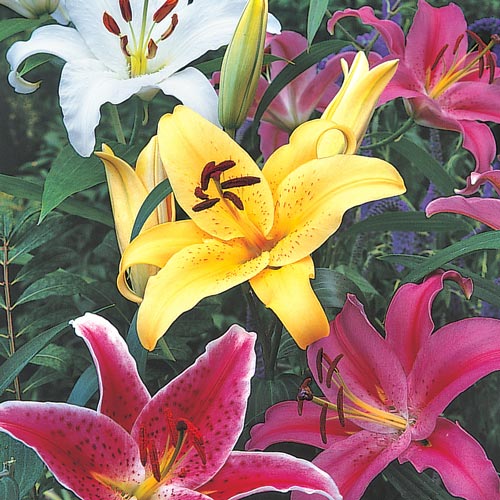 Oriental Lily Mixed K. van Bourgondien