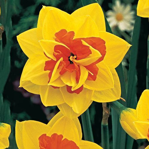 Double Daffodil Tahiti K. van Bourgondien Wholesale Bulbs