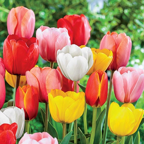 Darwin Hybrid Tulip Mix K. van Bourgondien