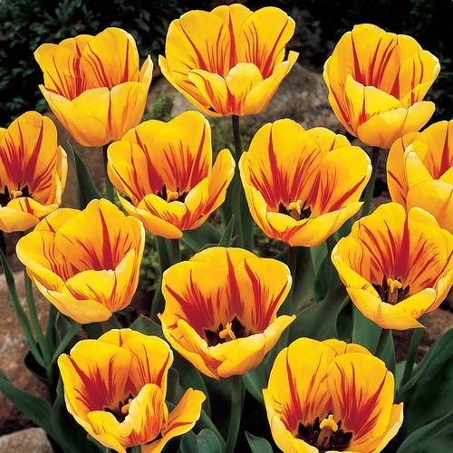 Darwin Hybrid Tulip Olympic Flame K. van Bourgondien