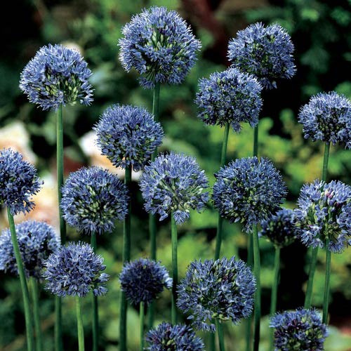 Allium caeruleum (azureum) K. van Bourgondien